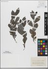 Foto von Salix glabra Scop.